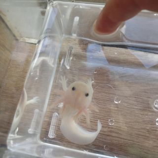 ウーパールーパーの里親様になりませんか？