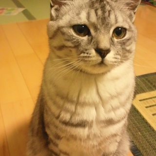 可愛がってくれる優しい里親探してます(^^)