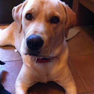 愛犬（ジャッキー）の里親になってください。