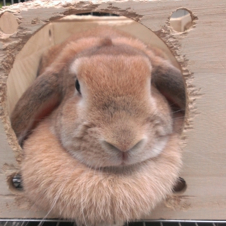 ロップイヤーちゃん　2歳です！