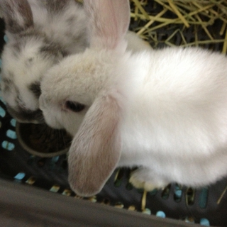 我が家で生まれた子ウサギ2匹