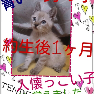 人懐っこいオス猫ちゃん