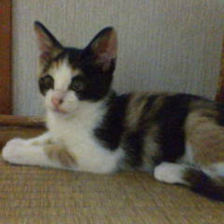 とっても可愛い三毛猫ちゃんです♪