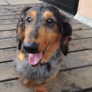 人も遊びも大～好き　他犬猫OKのミニチュアダックス