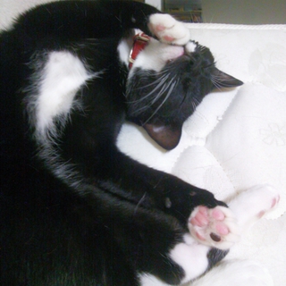 雑種にゃんこ甘え上手♪