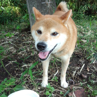 柴犬☆人がだいすき、やさしい男の子！