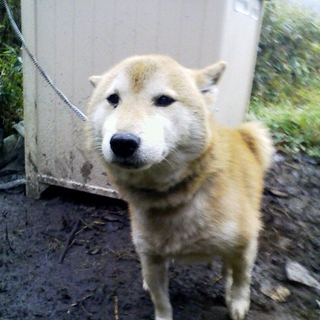 シニア柴犬☆元気で人懐っこい男の子！