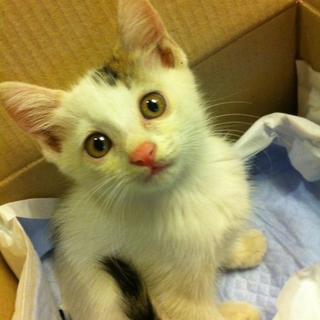 兄妹の子猫のママを探しています