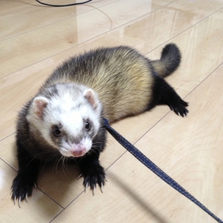 マーシャルフェレット 1歳