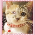 ハンデがあっても元気いっぱい♪人懐っこい子猫