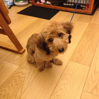 里親さん探しています