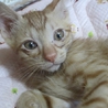 のんびり屋の男の子です サムネイル4
