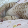 のんびり屋の男の子です サムネイル5