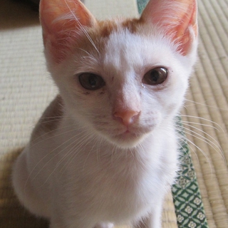 元気いっぱいの男の子です
