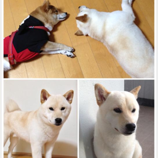 柴犬元気で健康な男の子です。