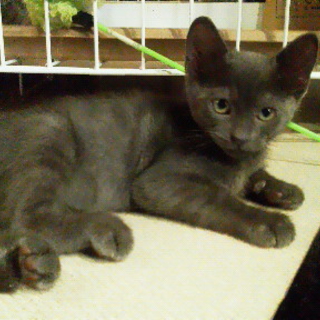 ロシアンブルー色の元気な男の子です