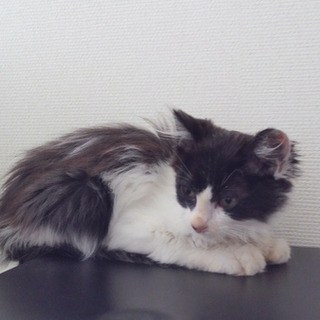 甘えん坊の男の子です