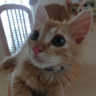 性格抜群❤超可愛い半長毛茶トラ兄弟