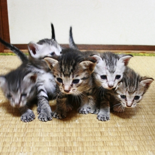 ★可愛い仔猫の五つ子ちゃん★あと1匹です★
