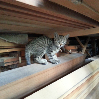 捨て猫保護しています！子猫です