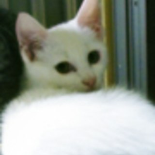 純白の美しい猫ちゃん