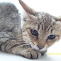 子猫2匹の里親様募集です。
