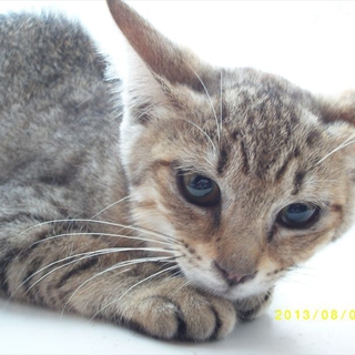 子猫2匹の里親様募集です。