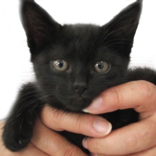 黒猫のチビちゃんの里親募集中