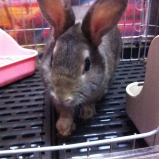 オス　ウサギ　里親募集！