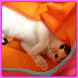 ★子猫の里親募集★