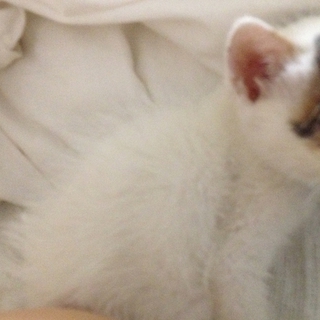 1ヶ月くらいの子猫