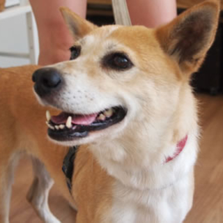 モモちゃん10歳（柴系ミックス）に新しい家族募集中