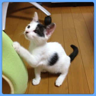 ★子猫の里親募集★