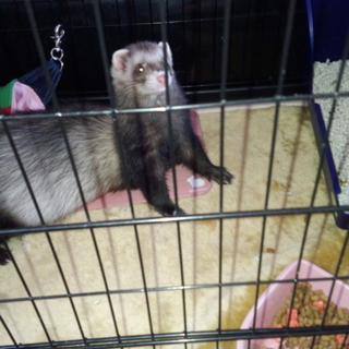 フェレットの里親探してます！
