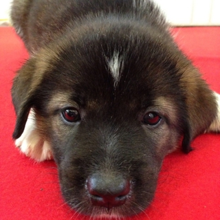 野良犬2