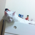 真っ白猫ちゃん