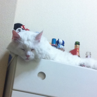 真っ白猫ちゃん