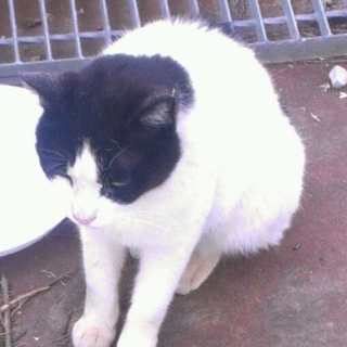 捨てられた成猫ちゃんに優しい里親さんを探しています