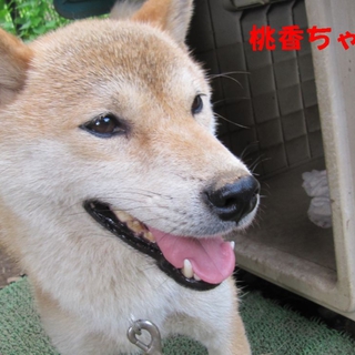 柴犬　３歳未満　７ｋｇ