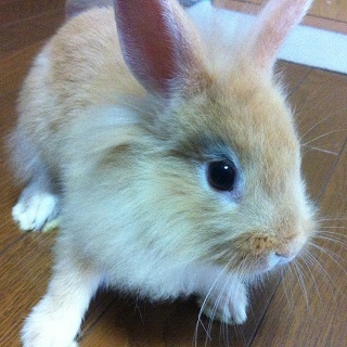 再募集）赤ちゃんうさぎの里親募集3