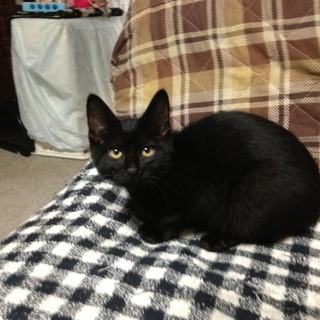 黒猫オス募集！ ジジそっくり！