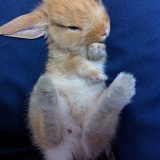 急募！うさぎちゃんの里親を探しています！