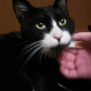 拾い猫の里親募集