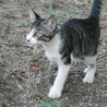 子猫の里親様を探しています。 サムネイル3