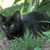 子猫の里親様を探しています。 サムネイル4