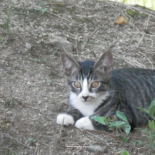 子猫の里親様を探しています。