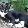 子猫の里親様を探しています。 サムネイル5