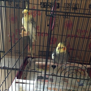 オカメインコ オス 二羽 里親様募集致します。