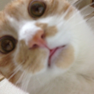 素敵な里親様にで巡りあえました☆