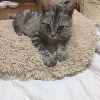 イケメンな猫ちゃん家族募集